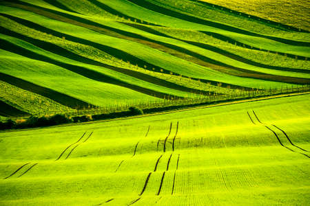 Green wavy hills in South Moravia, Csezh Republic