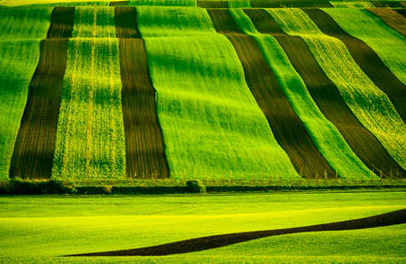 Green wavy hills in South Moravia, Csezh Republic
