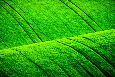 Green wavy hills in South Moravia, Csezh Republic