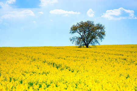 Lonely tree on the blooming colza field, blue cloudy sky above