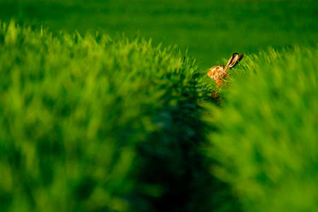 Wild hare in the green field