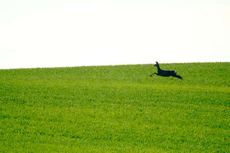 Deer jumps in the green field