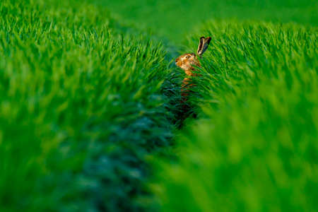 Wild hare in the green fieldの写真素材