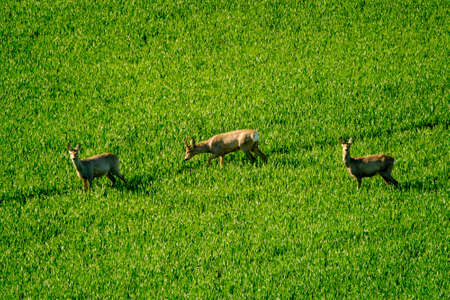 Deers graze in a fieldの写真素材