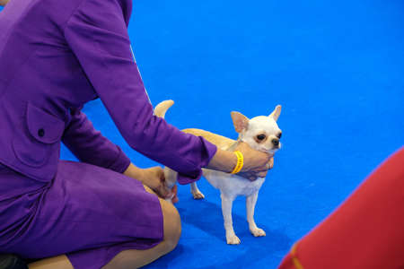 Dog at the ring on the showの写真素材