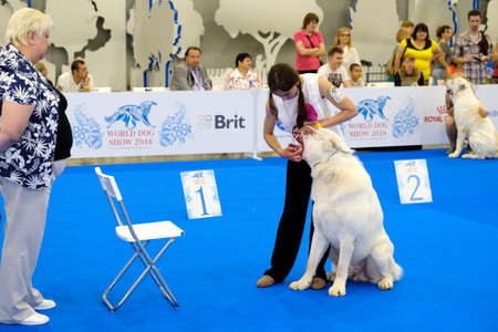 Moscow, Russia - June 25: Judge examining dog on the World Dog Show on June 25, 2016 in Crocus Expo Moscowのeditorial素材
