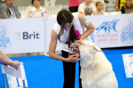 Moscow, Russia - June 25: Judge examining dog on the World Dog Show on June 25, 2016 in Crocus Expo Moscowのeditorial素材