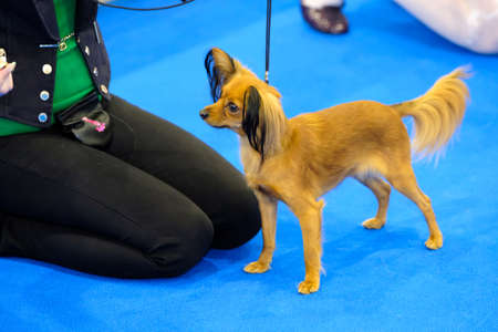 Moscow, Russia - June 25: Participants in the ring on the World Dog Show on June 25, 2016 in Crocus Expo Moscowのeditorial素材