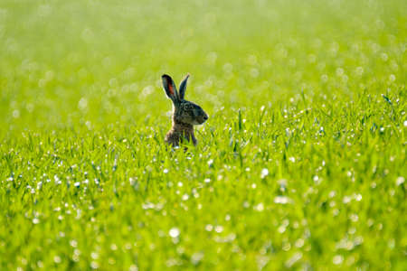 Wild hare in the green field. back view