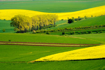Wavy meadows spring landscape in South Moravia, Czech Republic