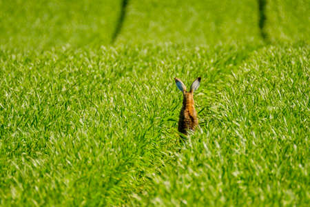 Wild hare in the green field. back view