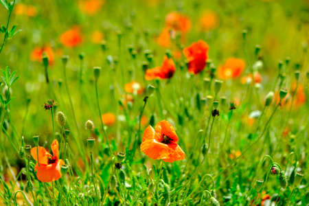 Poppy meadow at summer time