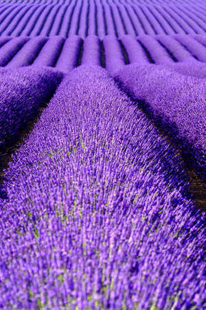 Lavender flower blooming scented fields in endless rows. Valensole plateau, provence, france, europe.の写真素材