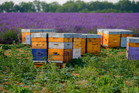 Bee hives in Provence, France