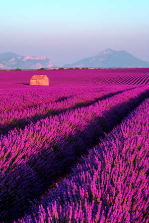 Lavender field at sunset in Provence, France