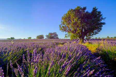 Tree in a field at Provence, France