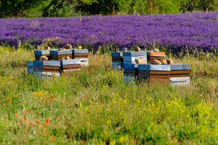 Bee hives in Provence, Franceの写真素材