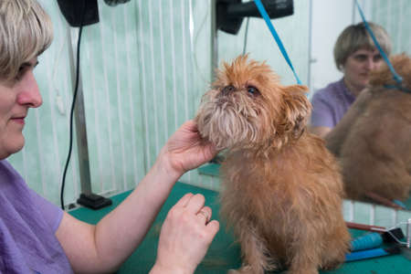 Woman groomer makes trimming Brussels Griffon gogの写真素材