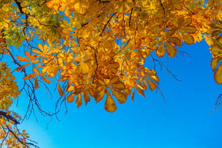 Chestnut leaves against the blue skyの写真素材