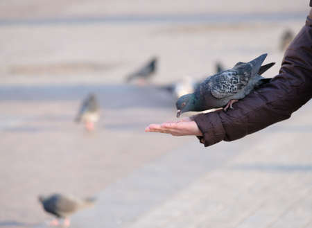 Pigeon eating from human handの写真素材