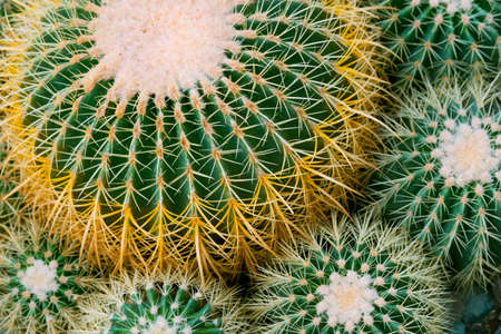Cactus details macro close up backgroundの写真素材