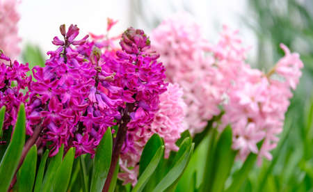 Fresh flowering hyacinths close upの写真素材