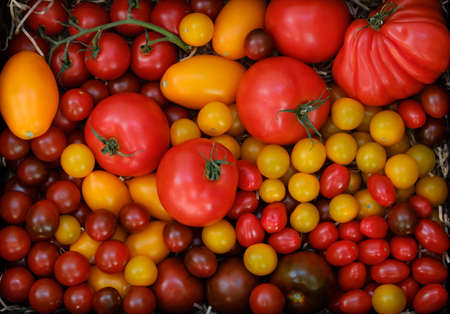 Different varieties of ripe tomato harvestの写真素材