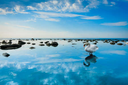 Swan in the sea landscapeの写真素材