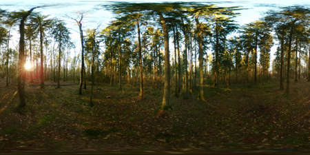 Beautiful pine forest at 360 VR panorama