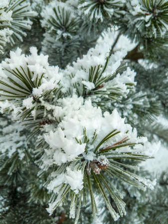 Pine branches covered with a frost