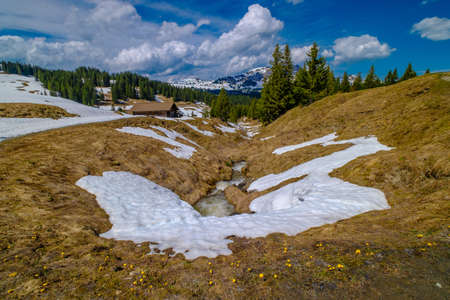 Beautiful Switzerland mountains landscape with blooming dandelion flowers at foregroundの写真素材
