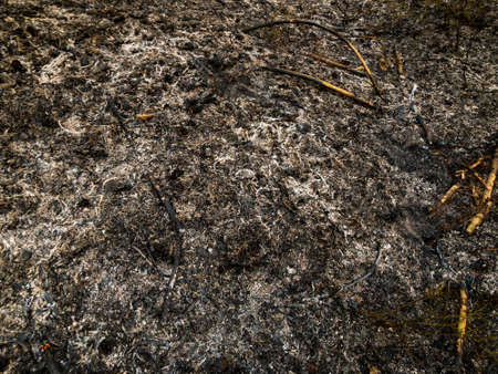 Ashes smoke after a forest fireの写真素材