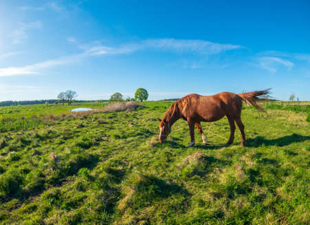 Horse is grazing at the green meadow near the pondの写真素材