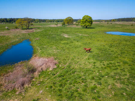 Horse is grazing at the green meadow near the pondの写真素材