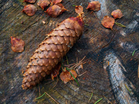 Cone at the forest background