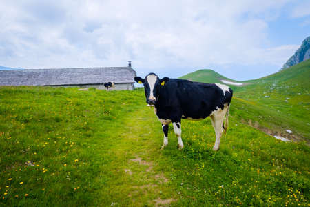 Small herd of cows graze in the Alpine meadow in Switzerlandの写真素材