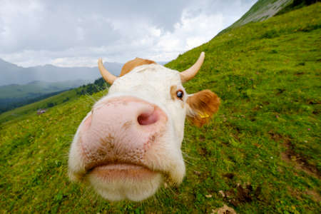 Funny portrait of a cow muzzle close-up on an alpine meadow in Switzerlandの写真素材