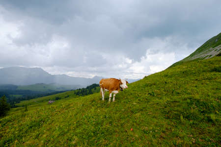 Cow grazing in the Alpine meadow in Switzerlandの写真素材