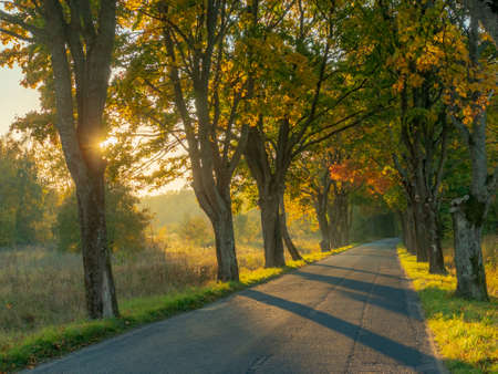 Yellowed trees along the road flooded with sunlight at fallの写真素材