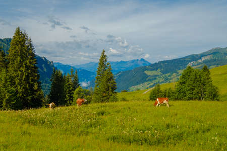 Small herd of cows graze in the Alpine meadow in Switzerland