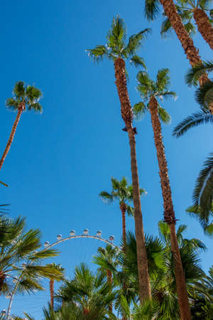 Bottom view to palms and hotel building against blue skyの写真素材