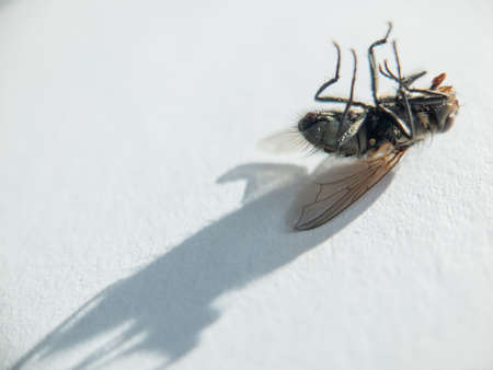 Dead fly on the white backgroundの写真素材