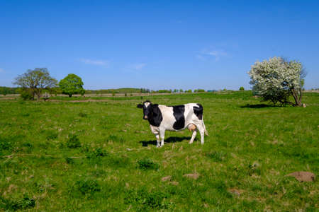 Cow grazes on a meadow at the summer time