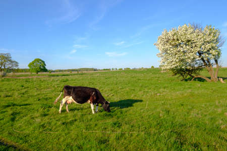 Cow grazes on a meadow at the summer timeの写真素材