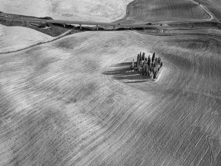 Cypresses group in Tuscany, Italy. Aerial summer landscape. Black and whiteの写真素材
