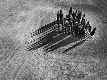 Cypresses group in Tuscany, Italy. Aerial summer landscape. Black and whiteの写真素材