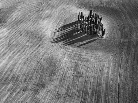 Cypresses group in Tuscany, Italy. Aerial summer landscape. Black and whiteの写真素材