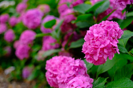 Blooming pink hortensia flowers in garden at summer