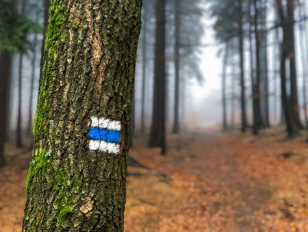 Hikng trail mark on tree in wood
