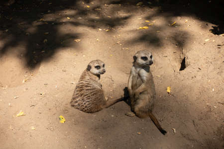 Meerkat family at the zooの写真素材